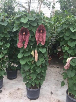 Abbildung von Aristolochia litoralis - Pfeifenblume