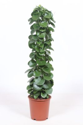 Abbildung von Cissus rotundifolia 120cm