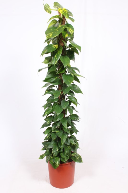 Abbildung Hoya australis