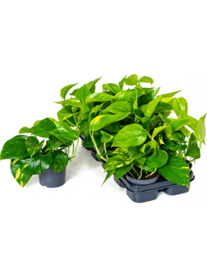 Abbildung von Epipremnum aurea Bodendecker