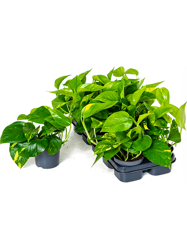 Abbildung von Epipremnum aurea Bodendecker