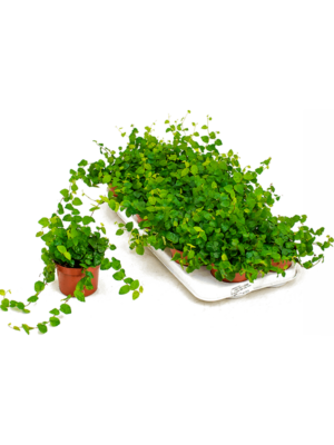 Abbildung Ficus pumila - Kletterfeige