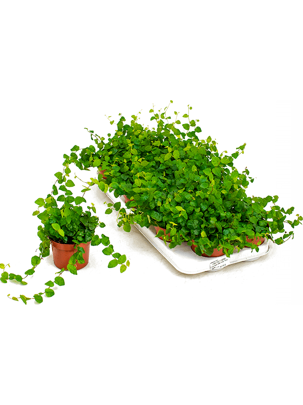 Abbildung Ficus pumila - Kletterfeige