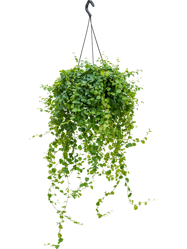 Abbildung Ficus pumila - Hängepflanze