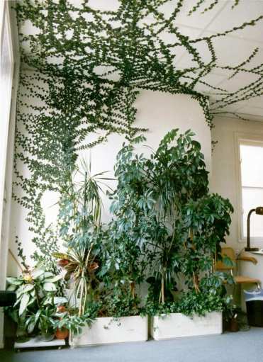 Abbildung Ficus pumila als selbstkletternde Zimmerpflanze